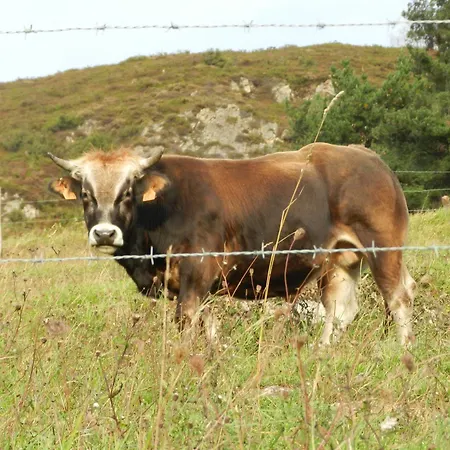 Torrepalacio برواثا